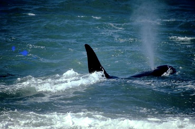 food pyramid in spanish language. Christmas food pyramid
